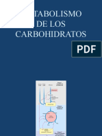 Metabolismo de carbohidratos: ciclo de Krebs y fosforilación oxidativa