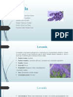 Lavanda