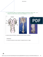 En La Siguiente Figura, Se Muestra El Aparato Reproductor Oveja y Vaca. Indique El Nombre de Las Estructuras Señaladas En: A, B, C, D, G