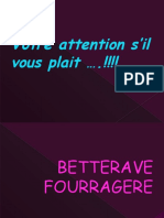 Betterave Fourragere