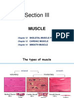 Section III: Muscle