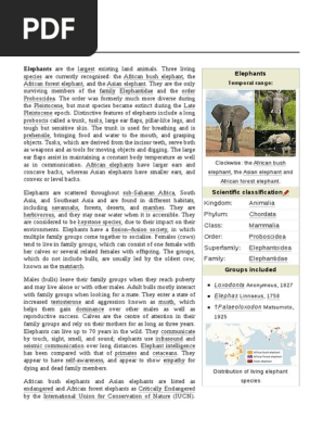 Elephant