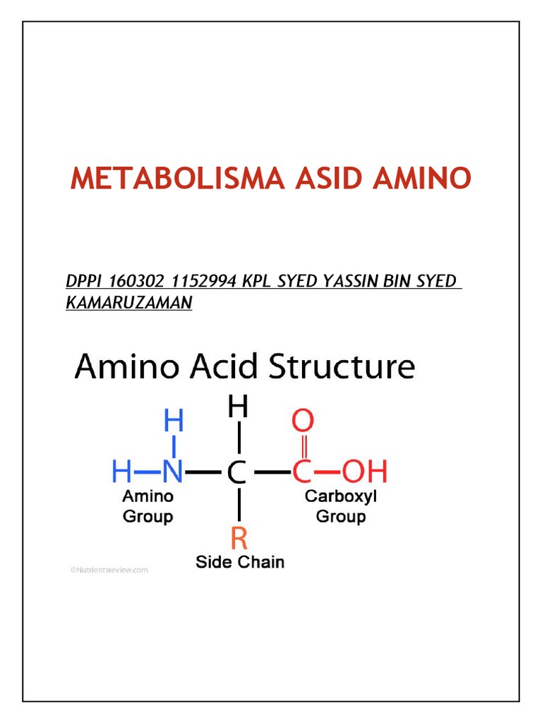 Metabolisma Asid Amino | PDF
