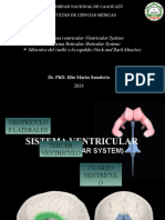 Sistema Ventricular (Ventricular System) Sistema Reticular (Reticular System) Músculos Del Cuello y La Espalda (Neck and Back Muscles)