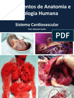 Fundamentos de Anatomia e Fisiologia Humana: Sistema Cardiovascular