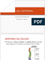 Coluna Vertebral: Anatomia Humana Professora: Adriana