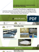 Desempeño de Bocachico Prochilodus Magdalenae en Sistemas Intensivos de Producción Con Tecnología Biofloc