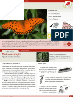 Información Mariposa Monarca