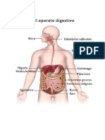 Sistema Digestivo