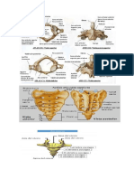 Anatomia Impresion Huesos