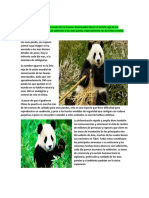 Osos panda en peligro de extinción