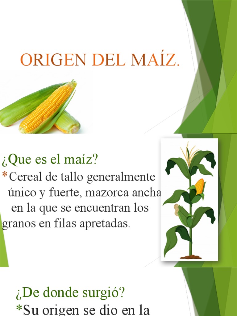 Origen Del Maíz en Mexico | PDF | Viajes y turismo