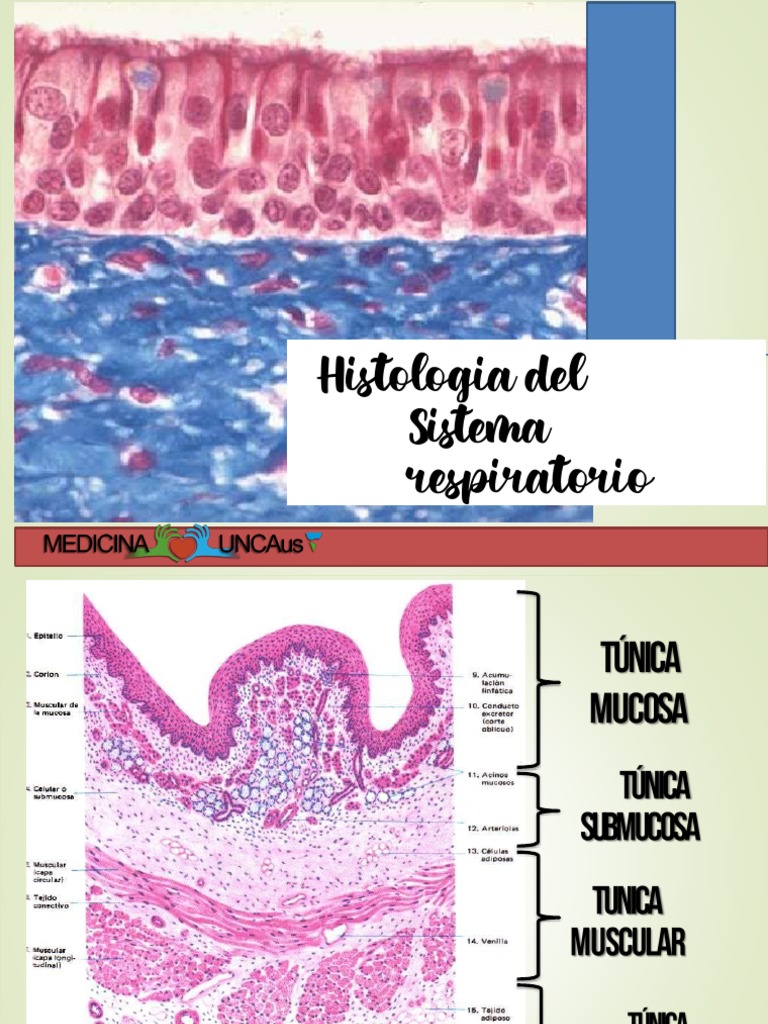 Histología Del Sistema Respiratorio | PDF | Epitelio | Pulmón