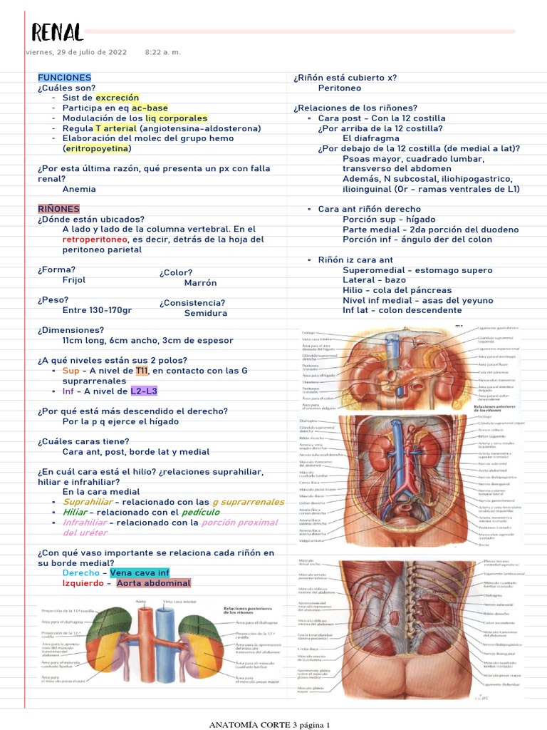 Anatomía Renal | PDF | Riñón | Vejiga urinaria