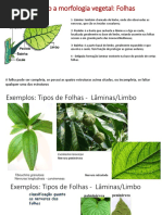 Estruturas e Morfologia da Flor | PDF | Fruta | Flores