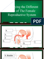 Parts of The Reproductive System