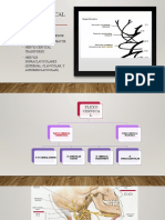 Anatomia y Bloqueo de Plexo Cervical Superficial