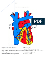 Blood flow and conduction through the heart