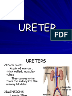 Ureter