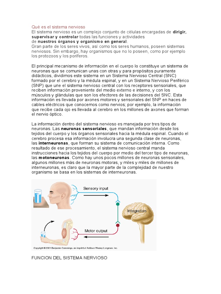 Funciones y Estructura del Sistema Nervioso | PDF | Sistema nervioso ...