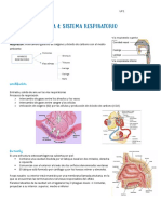 Tema 4: Sistema Respiratorio: Fenómeno de La Respiración