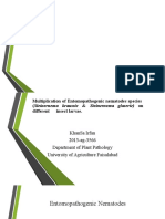 Multiplication of Entomopathogenic Nematodes on Insect Larvae