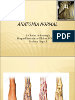 Anatomia Vasos