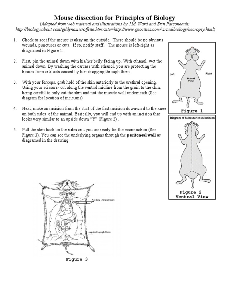 Mouse Dissection Kidney Liver