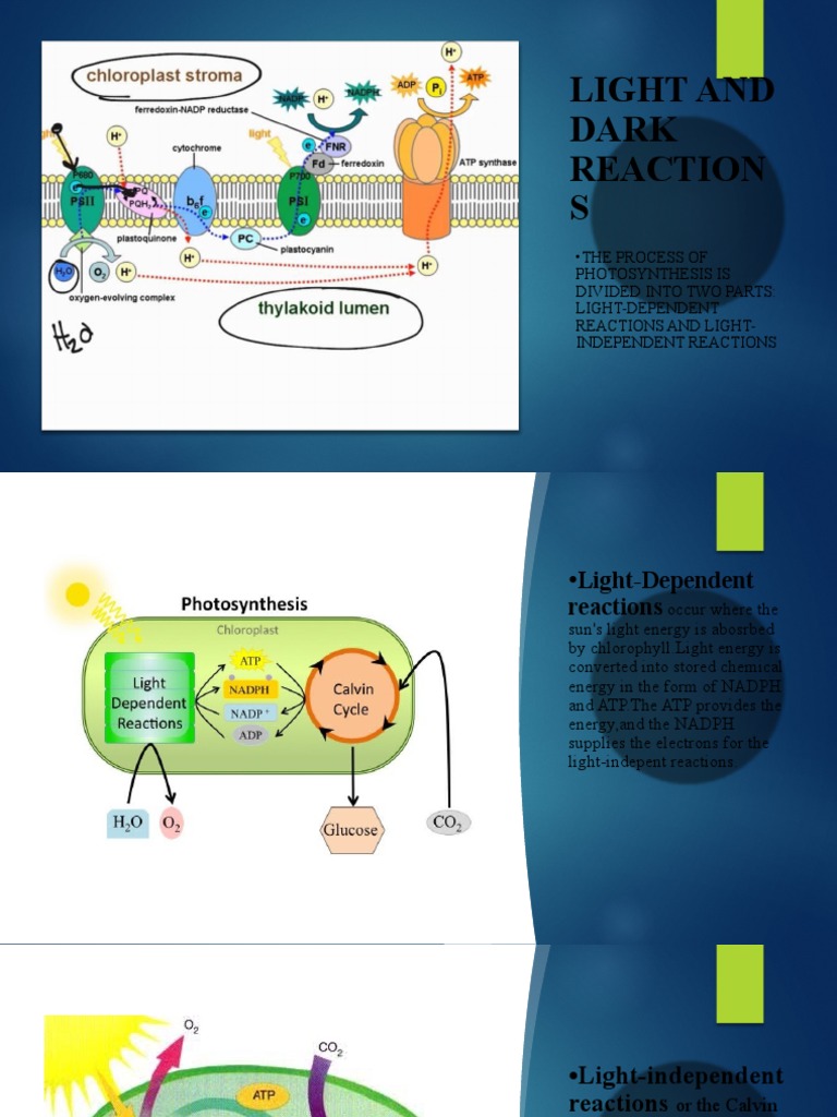 Light and Dark Reaction S | PDF | Wellness | Science & Mathematics