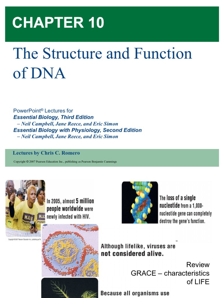 10 Structure and Function of DNA | PDF