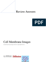 Cell Membrane Review Packet Answers