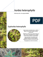 Controle de Euphorbia heterophylla