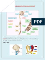 Huesos Del Esqueleto Apendicular Inferior: Coxal O Iliaco.