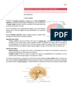 TEMA 3 - Hemisferios Cerebrales y Funciones Corticales (SEF 2)