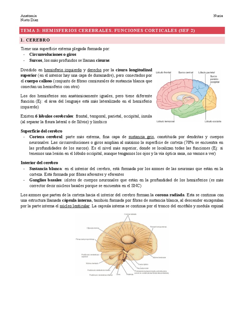 TEMA 3 Hemisferios Cerebrales Y Funciones Corticales SEF 2 PDF 