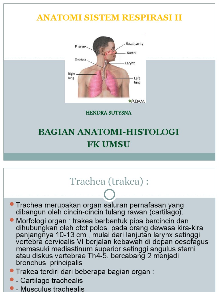 Anatomi Sistem Respirasi 2-1 | PDF