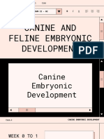 Canine and Feline Embryonic Development