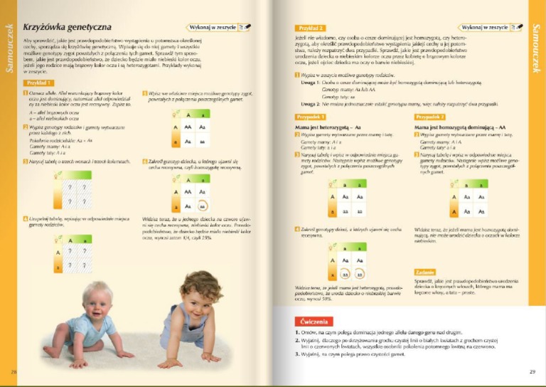 Sprawdzian Biologia 1 Lo Genetyka Obok Etapów Krzyżówki genetyczne zadania klasa 8 - genetyka sprawdzian do pobrania