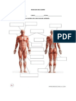 2.guia Musculos
