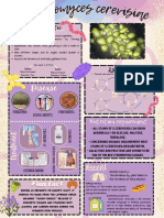 Charateristic: Saccharomyces Cerevisiae Saccharomyces Cerevisiae