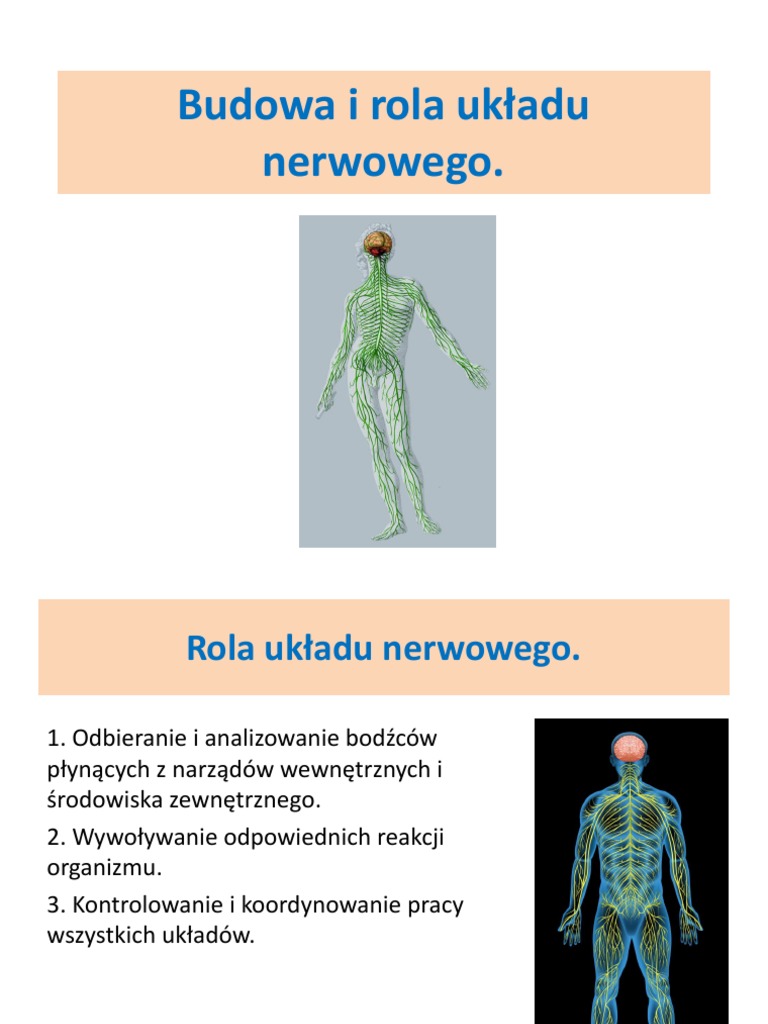 Prezentacja - Budowa I Rola Układu Nerwowego. | PDF