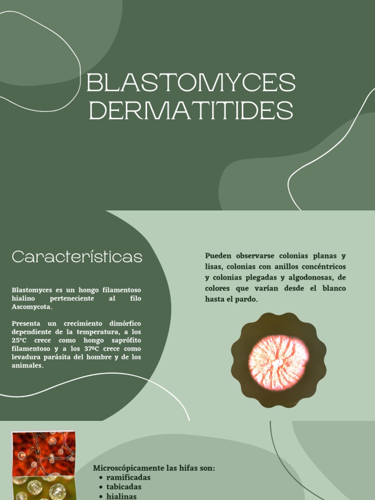 Blastomyces Dermatitides | PDF | Hongo | Causas de la muerte