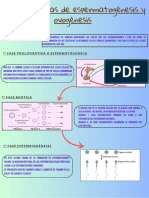 Características de Espermatogénesis y Ovogénesis