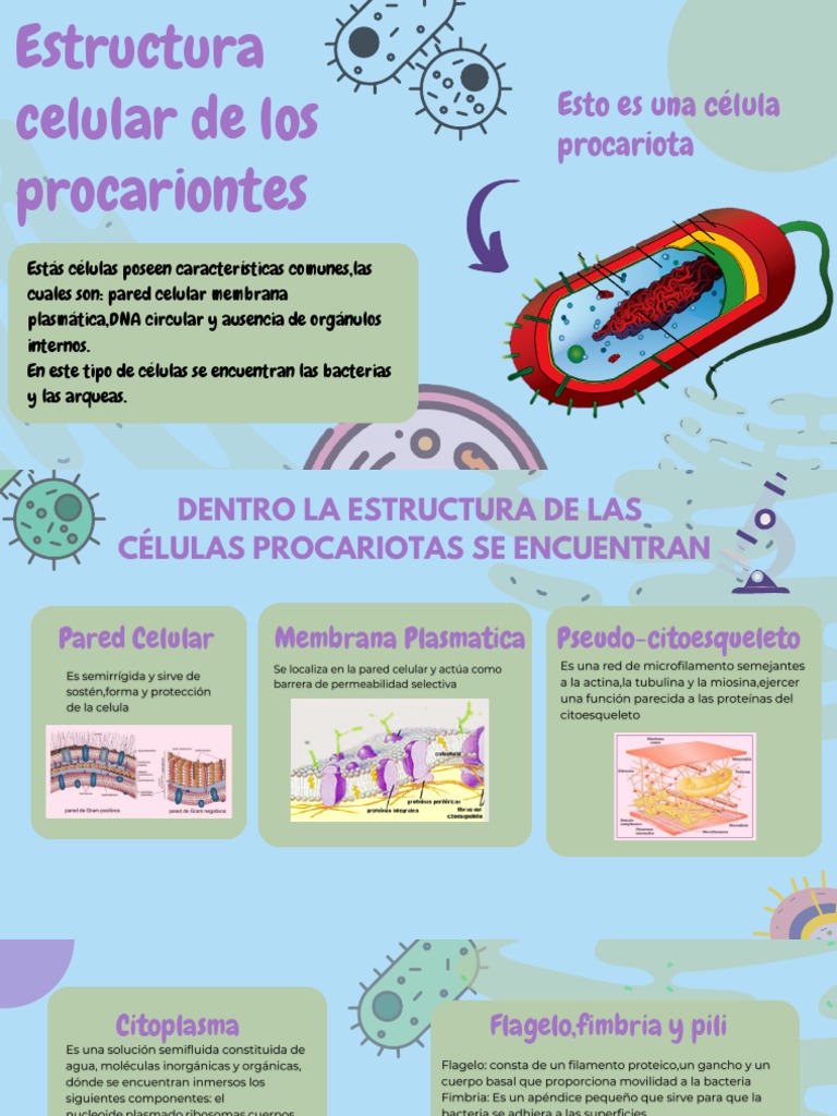 Estructura de las Células Procariotas | PDF | Hogar, jardinería y bricolaje