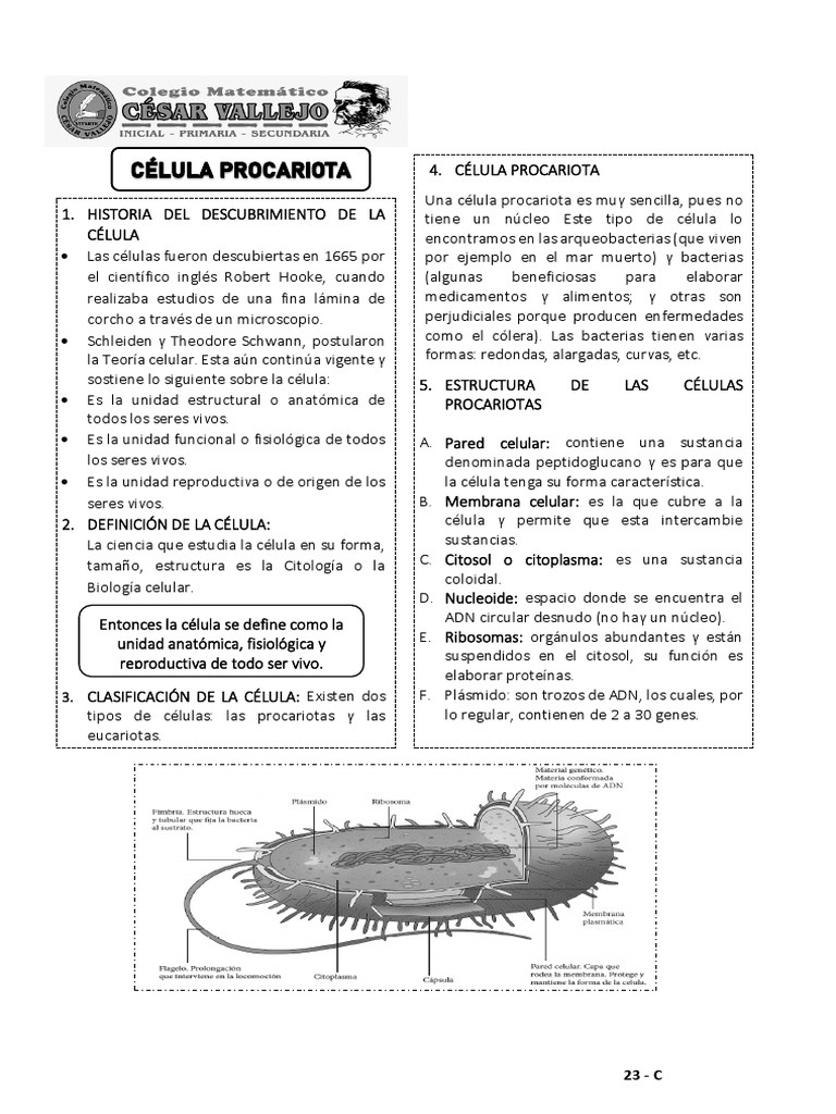 Estructura y tipos de células procariotas | PDF | Biología Celular ...
