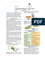 Respiración en plantas