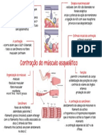 Contração Do Músculo Esquelético: Microf. Finos Microf. Grossos