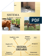 Clase 5 SISTEMA URINARIO