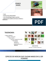 Larvas de Moscas