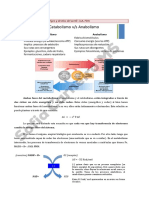 (Bertot) Metabolismo Mitocondrial I